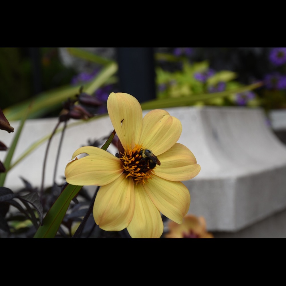 Meet your Posher, Sonya